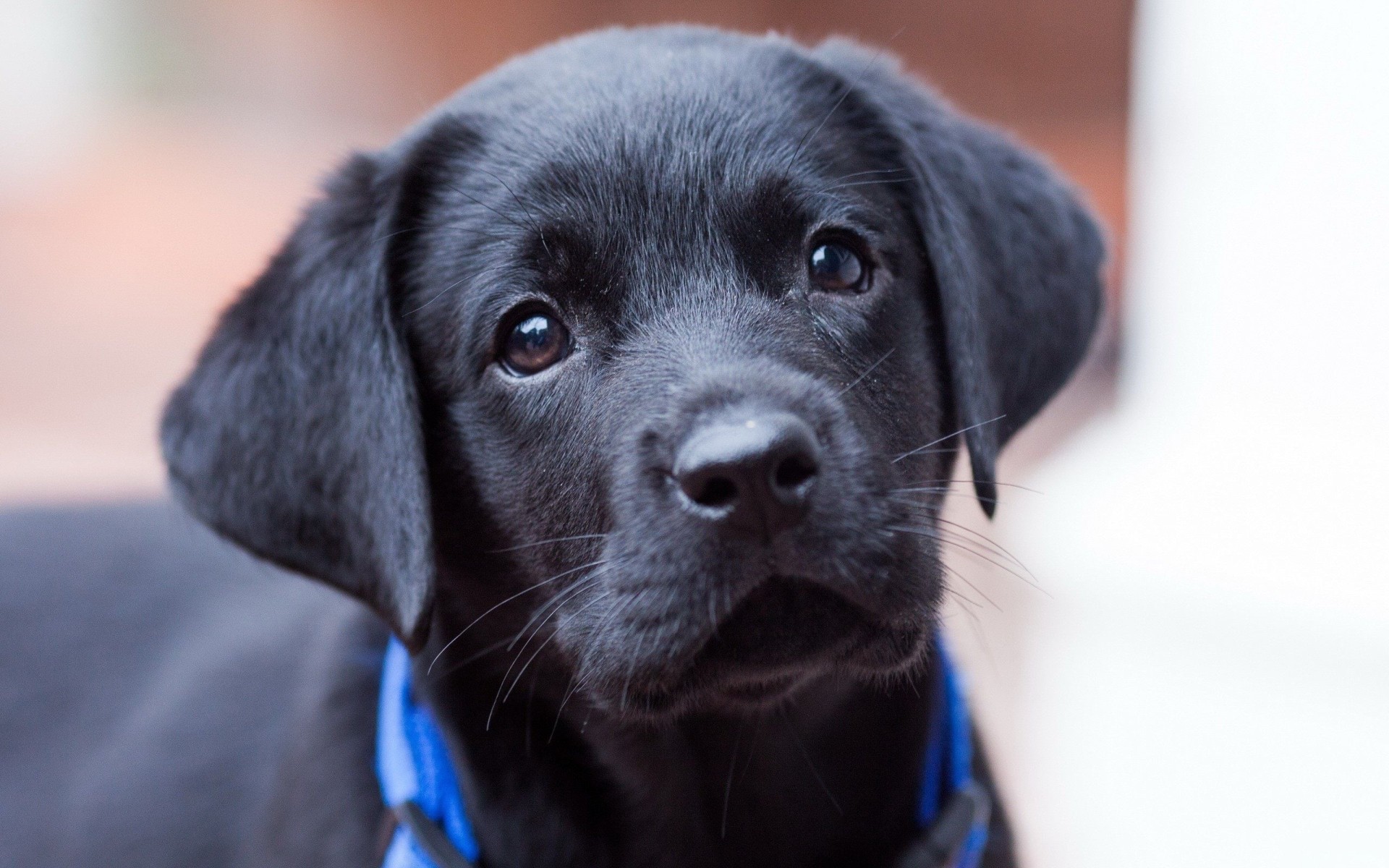 Black Lab Puppy Wallpaper (Soft Close-Up Portrait) – free HD wallpaper