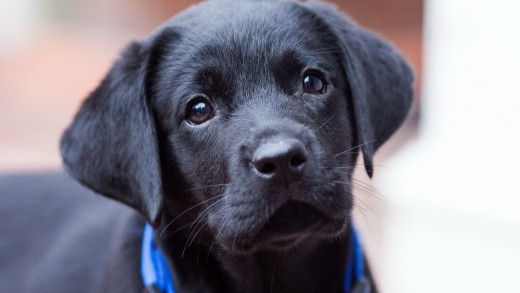 black-lab-wallpaper-puppy-close-up-2560×1600