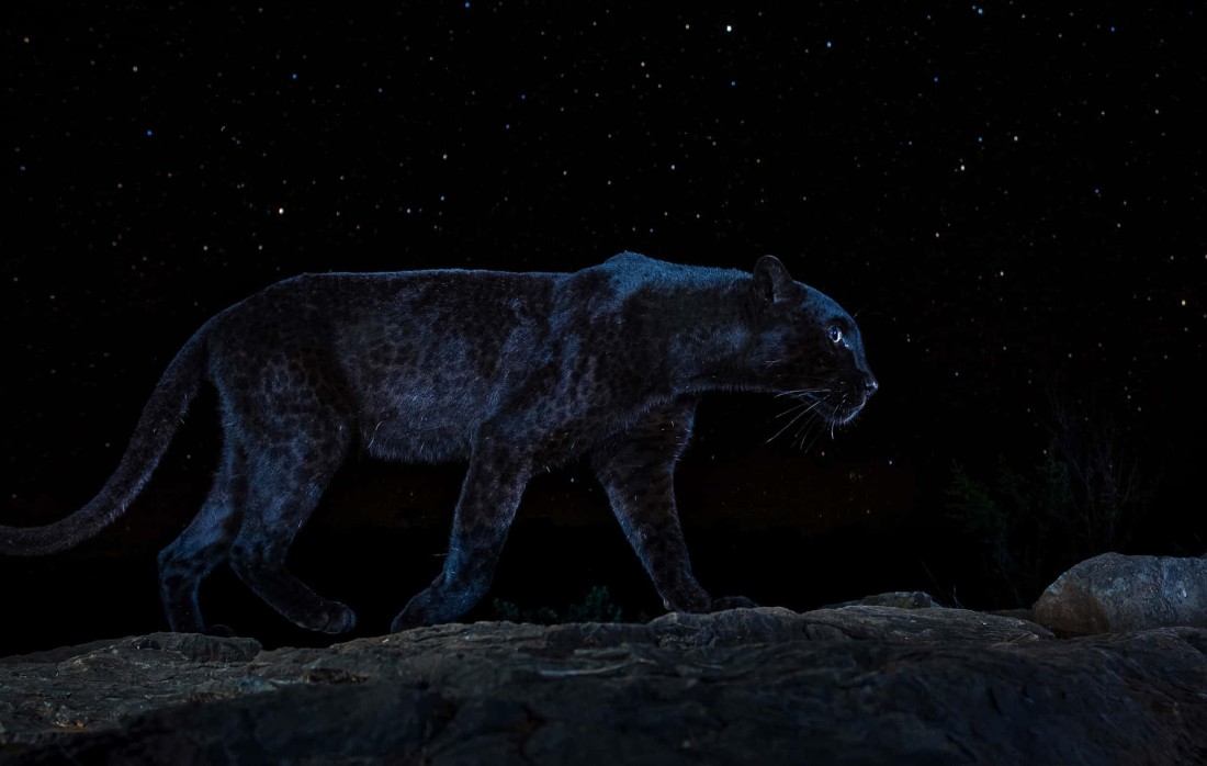 black-panther-night-sky-wallpaper-1920×1218