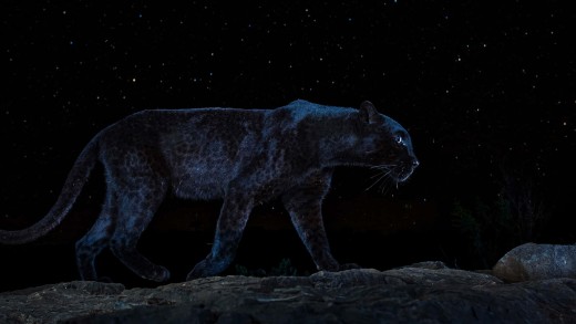black-panther-night-sky-wallpaper-1920×1218