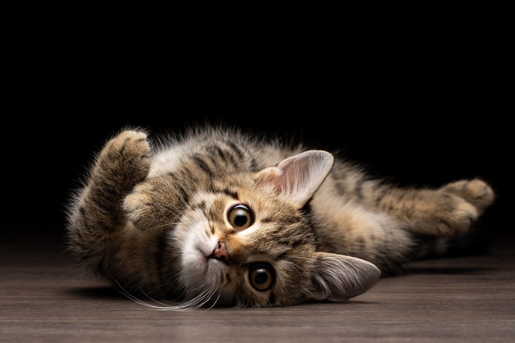 cat-wallpaper-wide-eyed-black-background-1920×1280