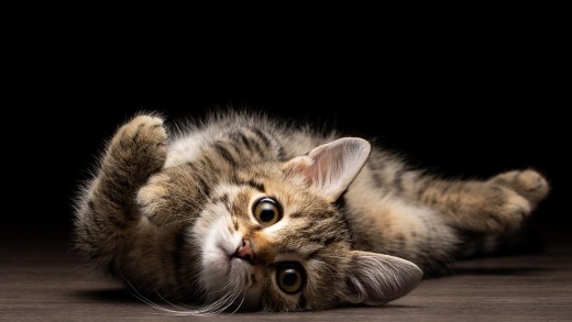 cat-wallpaper-wide-eyed-black-background-1920×1280