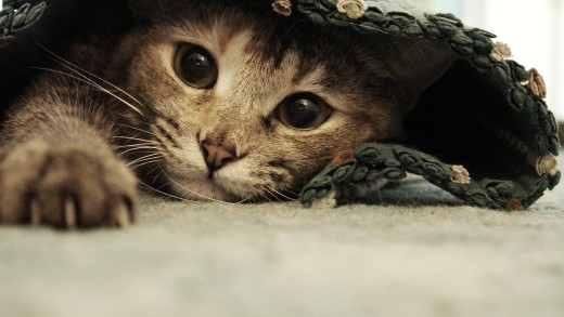 cozy-cat-wallpaper-close-up-blanket-portrait-1920×1200