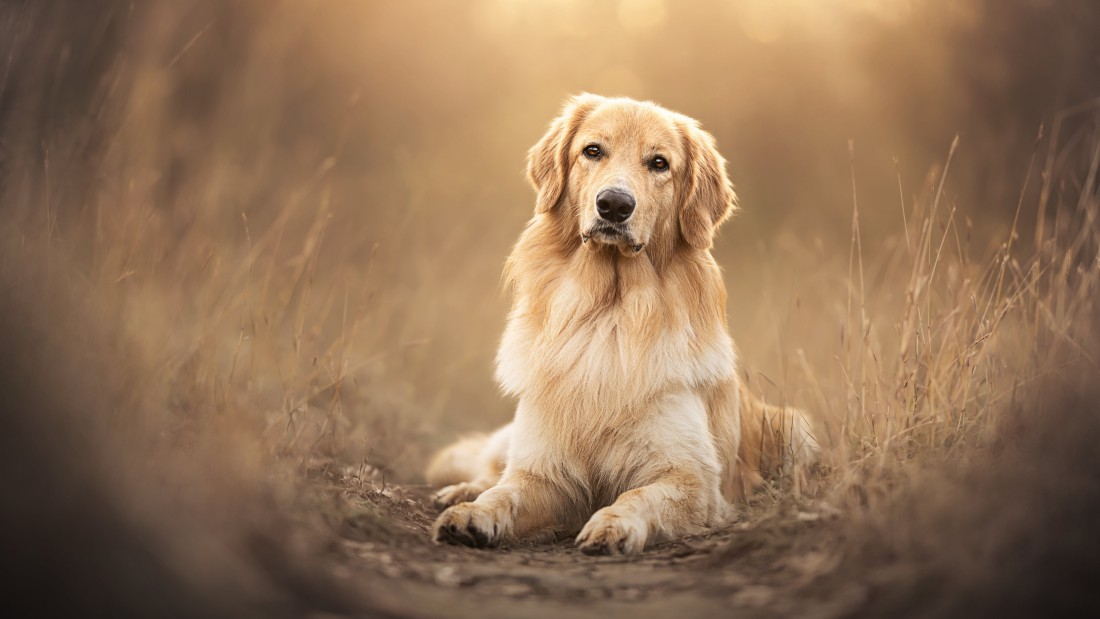 golden-retriever-portrait-wallpaper-4k-3840×2160