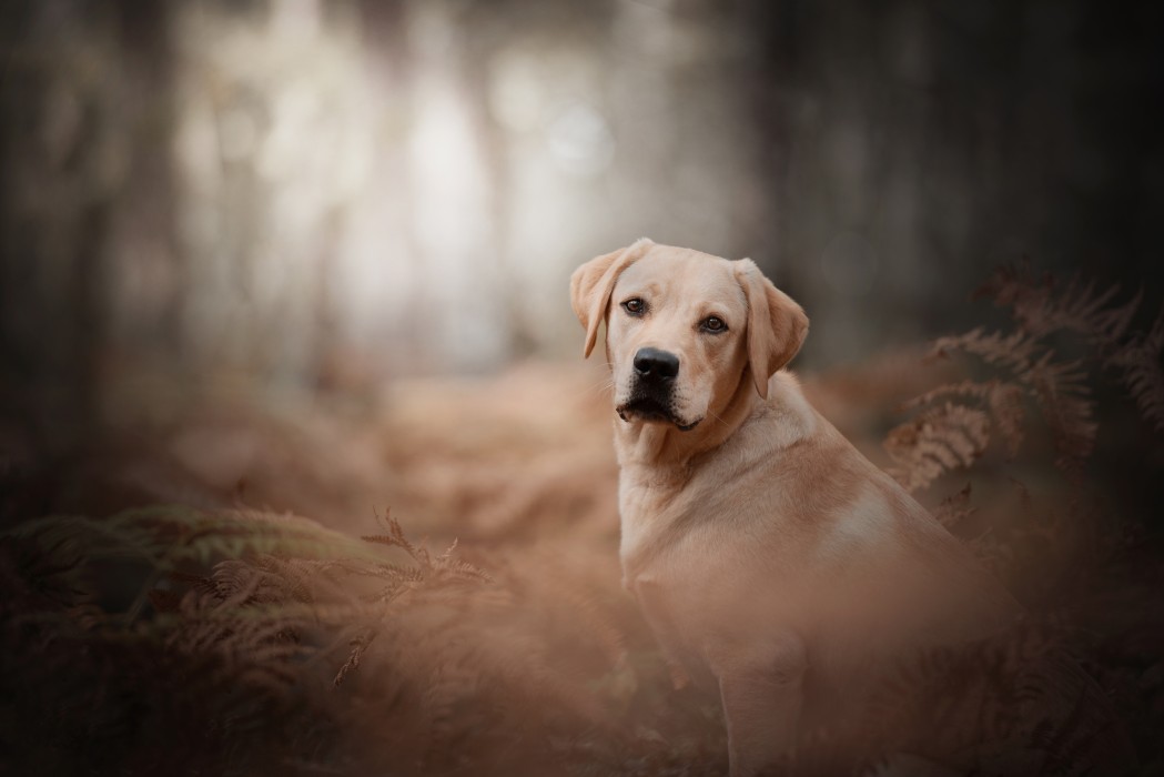 labrador-autumn-forest-bokeh-wallpaper