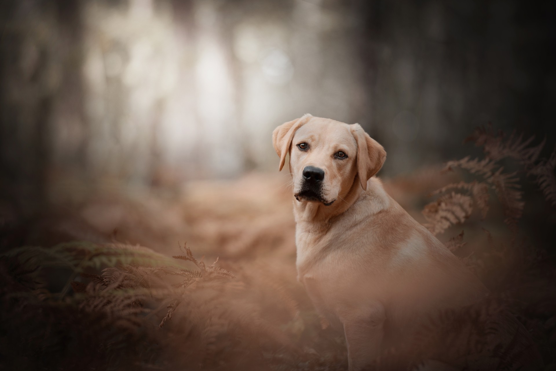 Labrador Retriever Wallpaper (Autumn Forest Portrait) – free HD wallpaper