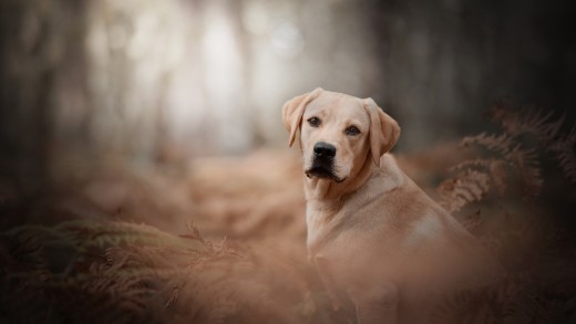 labrador-autumn-forest-bokeh-wallpaper