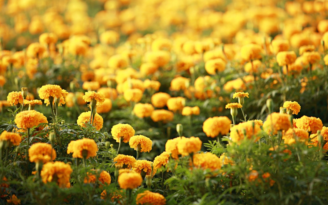 marigold-flower-wallpaper-1920×1080