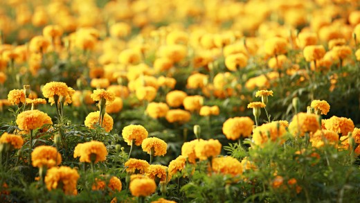 marigold-flower-wallpaper-1920×1080