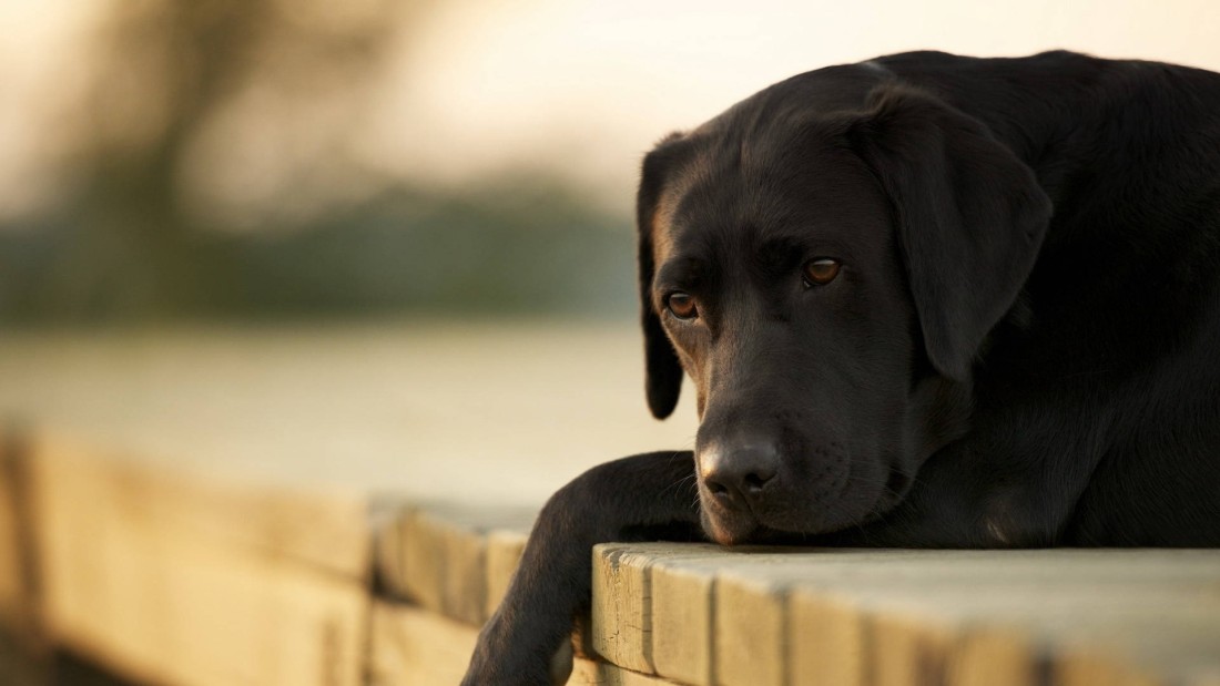 black-labrador-resting-on-wooden-bench-wallpaper-1920×1080