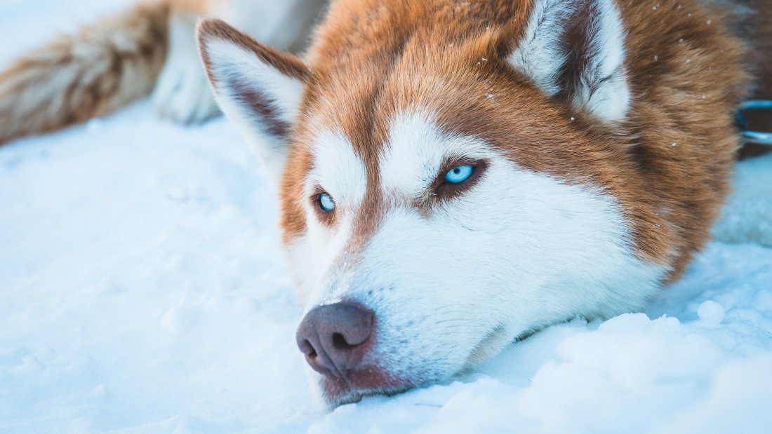 blue-eyed-husky-wallpaper-3840×2160