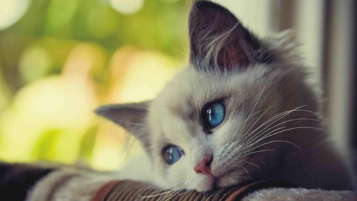 blue-eyed-kitten-wallpaper-soft-window-bokeh-3840×2400