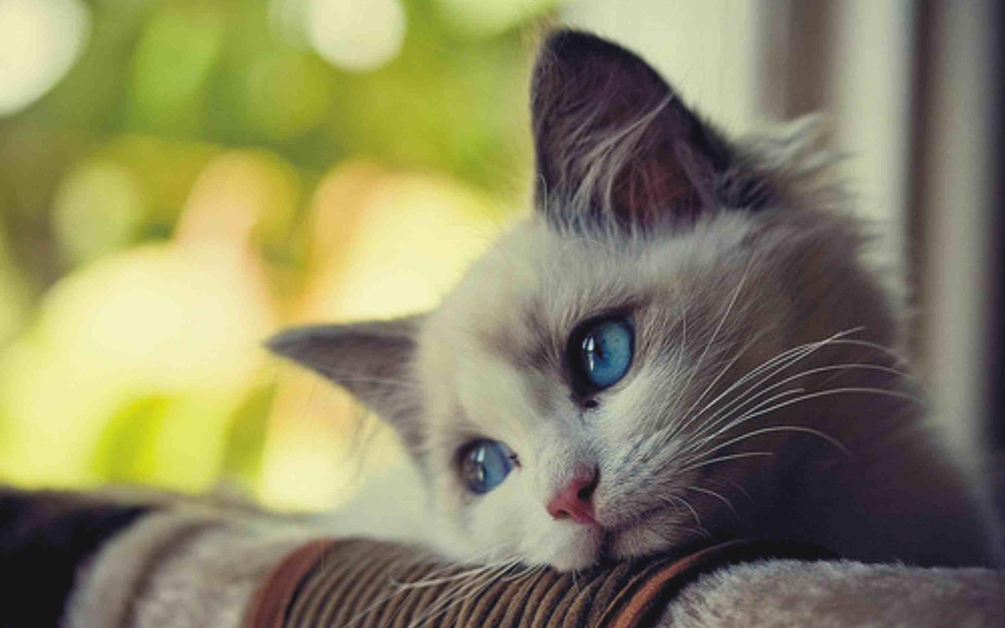 Blue Eyed Kitten Window Gaze Wallpaper – free HD wallpaper