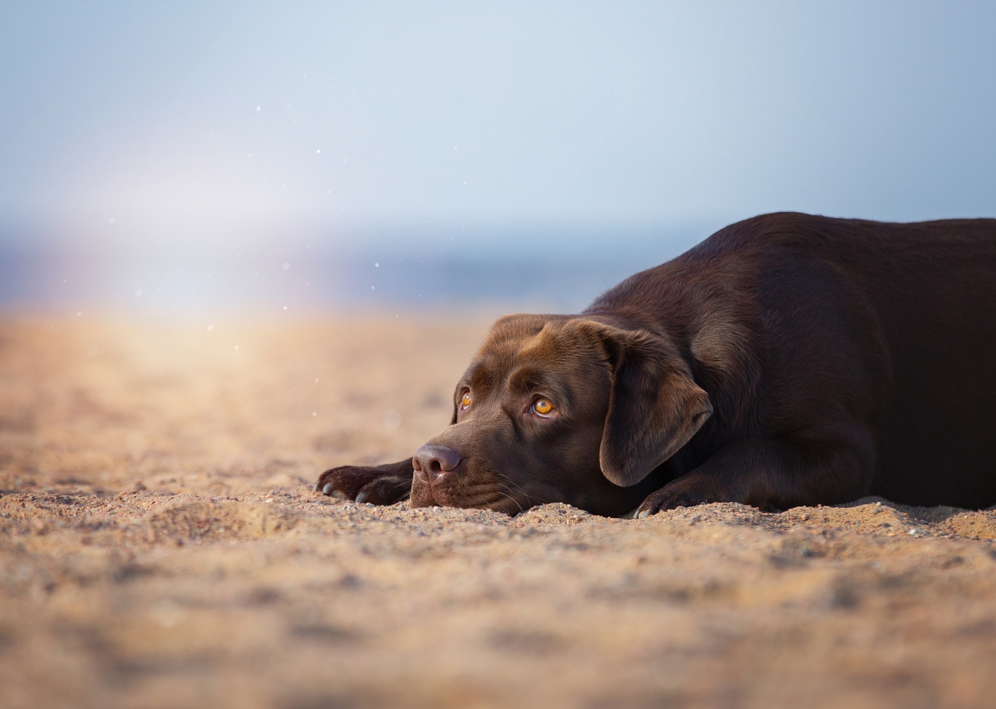 Chocolate Lab Resting on the Beach Wallpaper