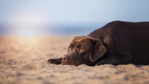 chocolate-lab-resting-on-the-beach-wallpaper-3500×2493
