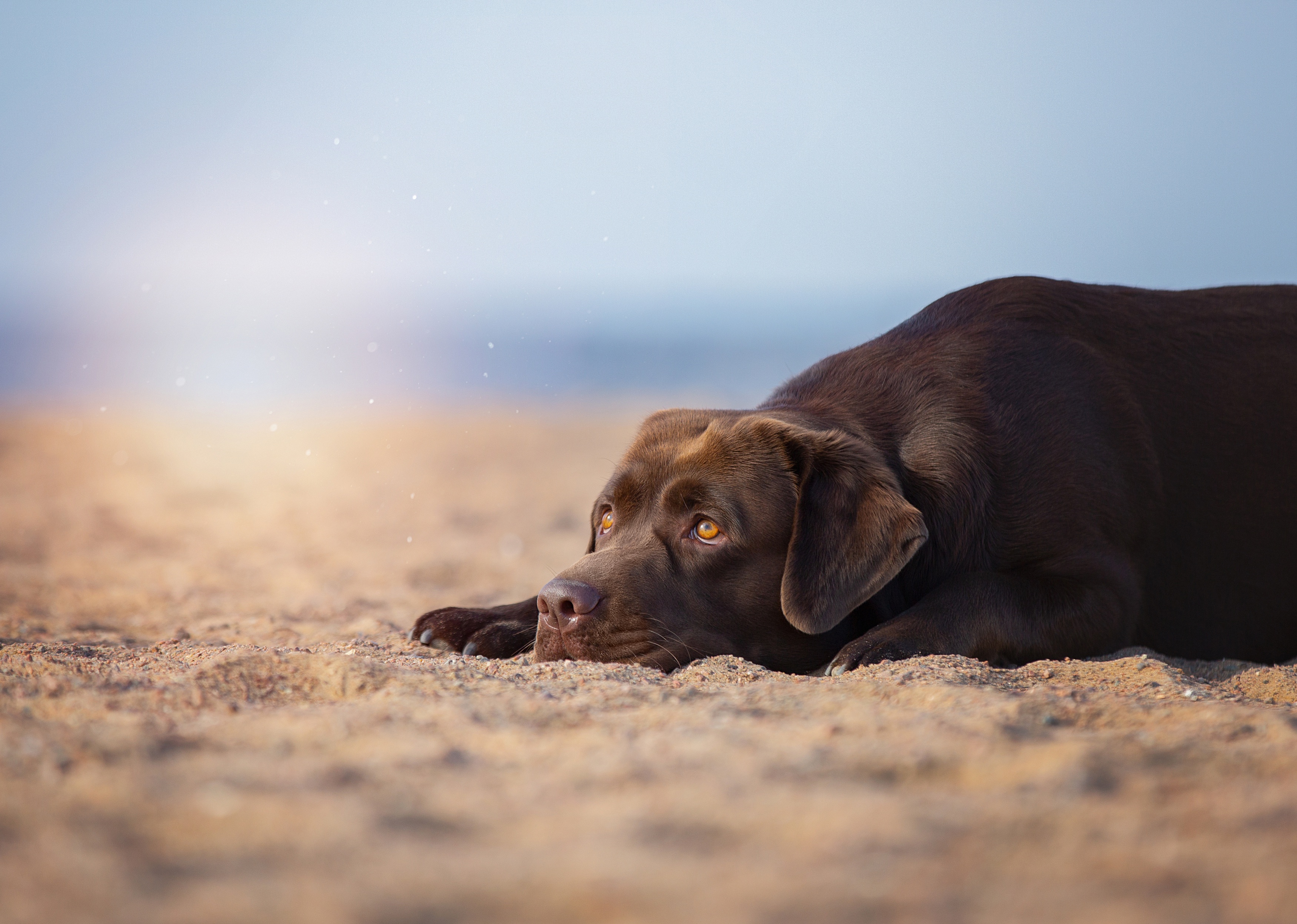 Chocolate Lab Resting on the Beach Wallpaper – free HD wallpaper