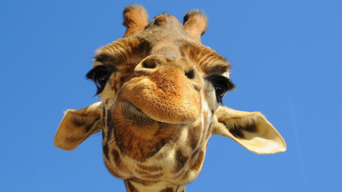 curious-giraffe-wallpaper-blue-sky-1920×1080