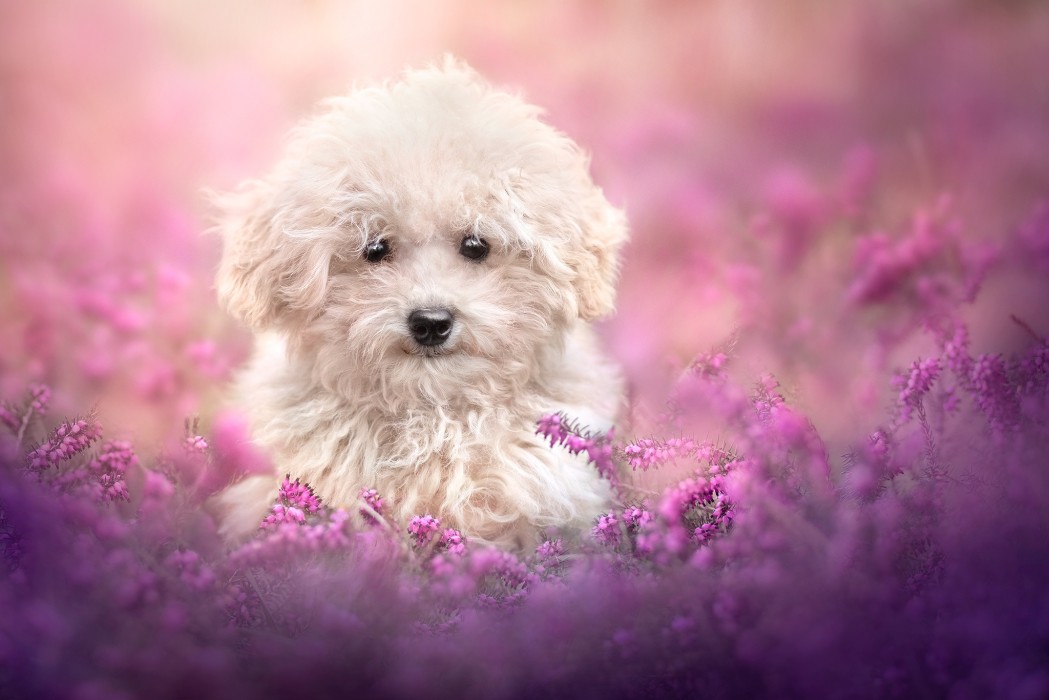 dog-wallpaper-fluffy-puppy-purple-flowers-2048×1366