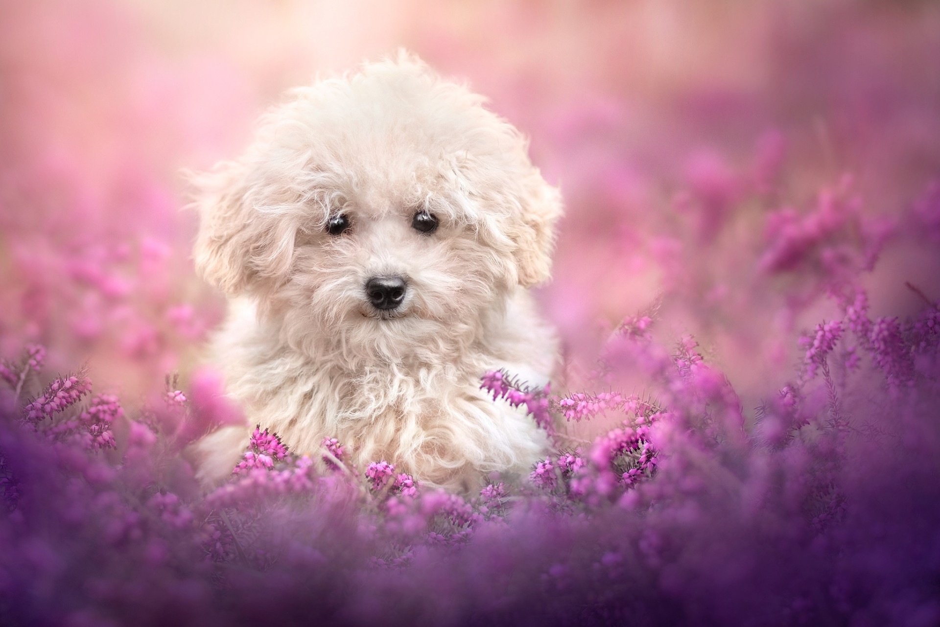 Cute Fluffy Puppy in Purple Flowers Wallpaper – free HD wallpaper