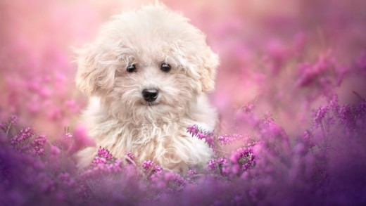 dog-wallpaper-fluffy-puppy-purple-flowers-2048×1366