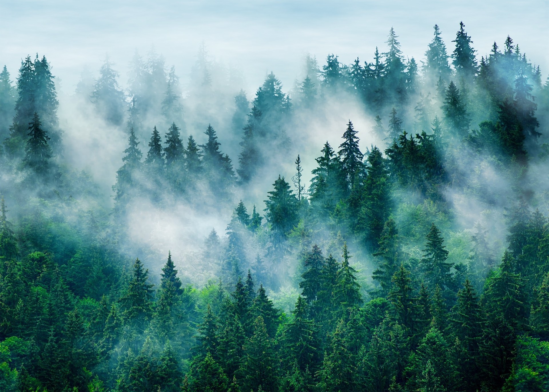 Foggy Pine Forest Wallpaper – free HD wallpaper
