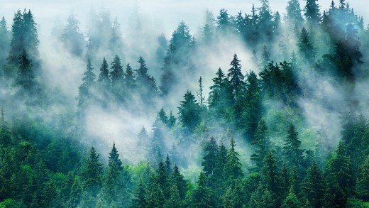 foggy-forest-pine-trees-mist-wallpaper-2000×1430