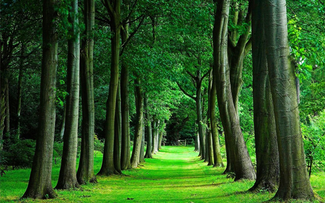 forest-trees-green-path-wallpaper-1920×1200