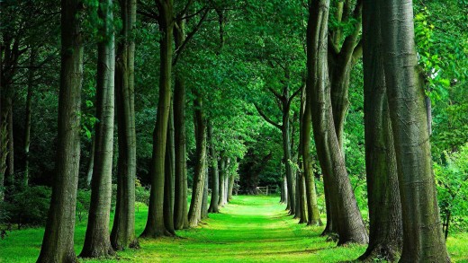 forest-trees-green-path-wallpaper-1920×1200