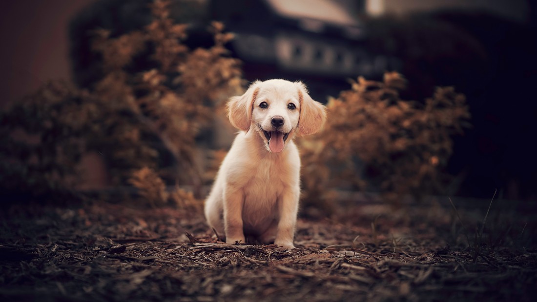 golden-retriever-puppy-3840×2160-wallpaper