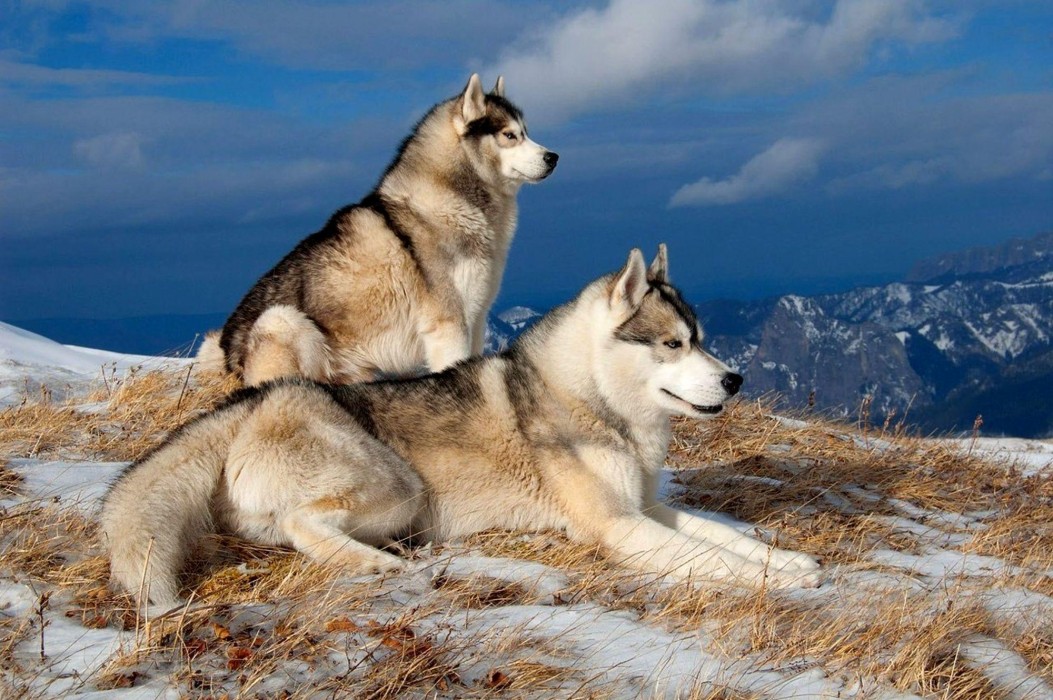 husky-dogs-snowy-mountain-wallpaper-2000×1330