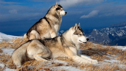 husky-dogs-snowy-mountain-wallpaper-2000×1330