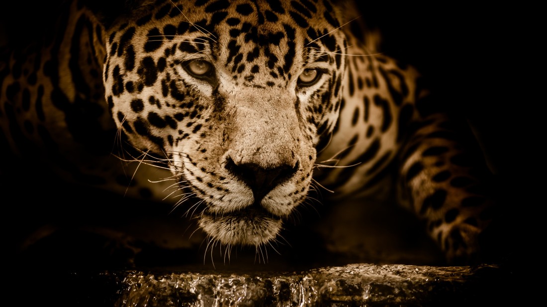 jaguar-wildcat-close-up-wallpaper-3840×2160