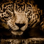 Animals wallpaper preview