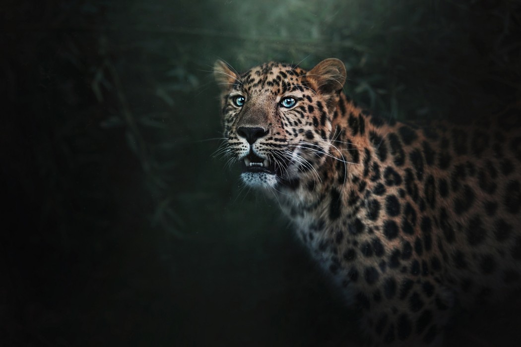 majestic-jaguar-close-up-wallpaper-2048×1365