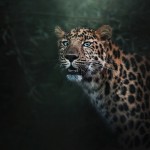 Animals collection preview