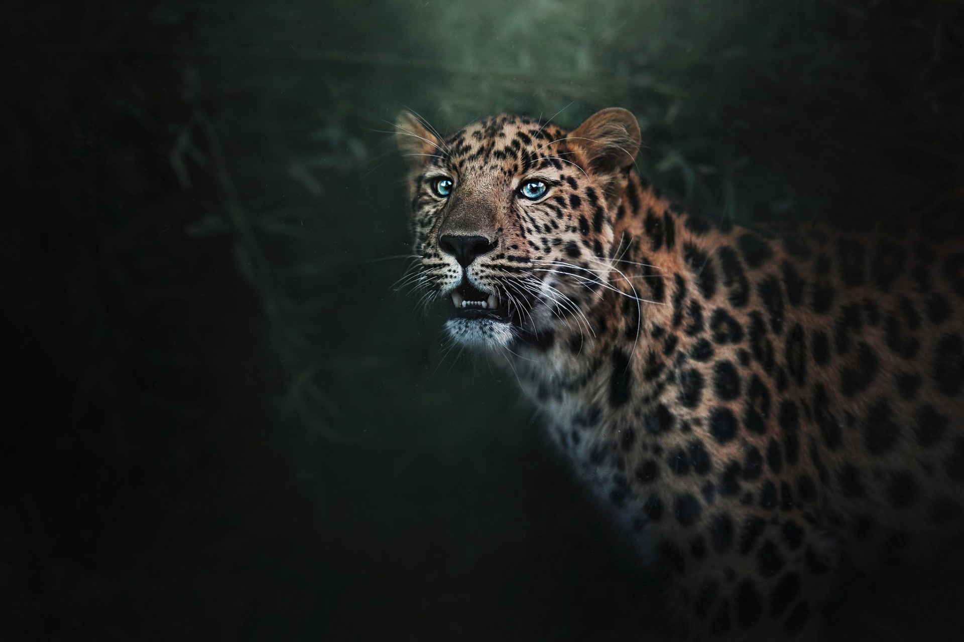 Majestic Jaguar Close-Up Wallpaper – free HD wallpaper