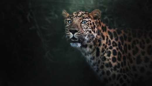 majestic-jaguar-close-up-wallpaper-2048×1365