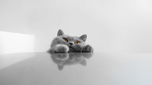 Minimal Gray Cat Wallpaper with Amber Eyes