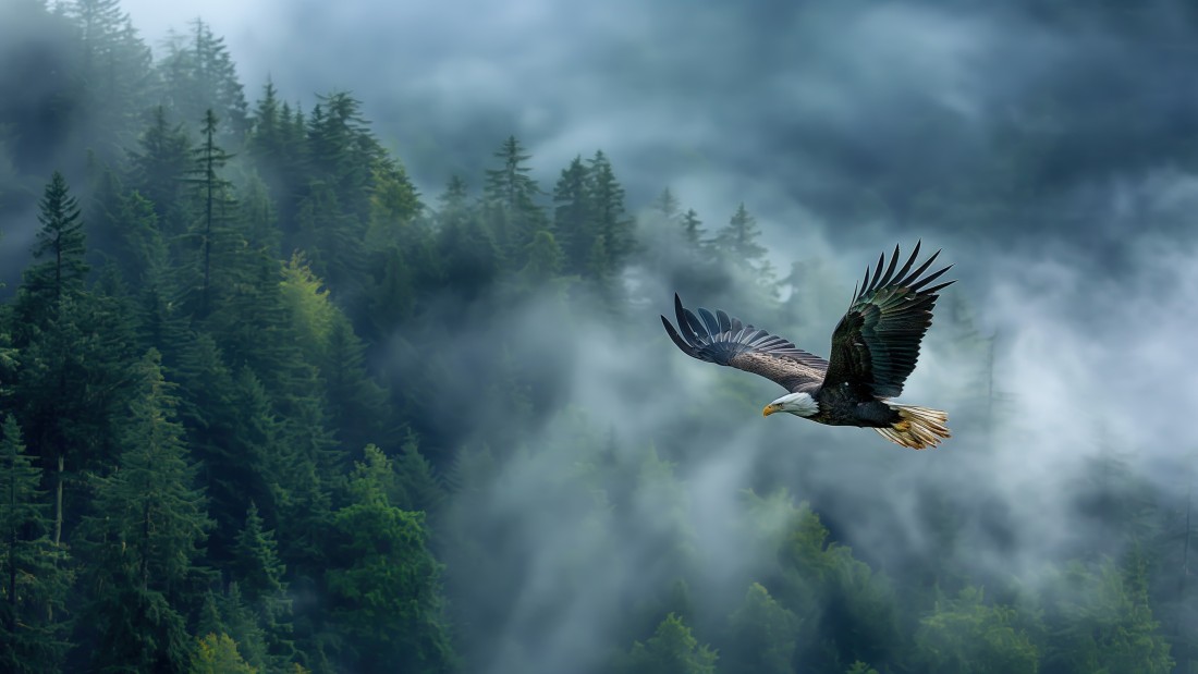 misty-forest-bald-eagle-wallpaper-3840×2160