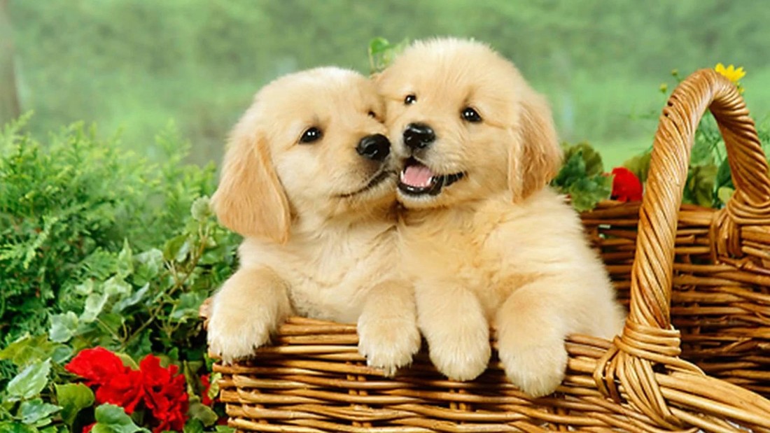 puppy-wallpaper-golden-retriever-pups-basket-1920×1080