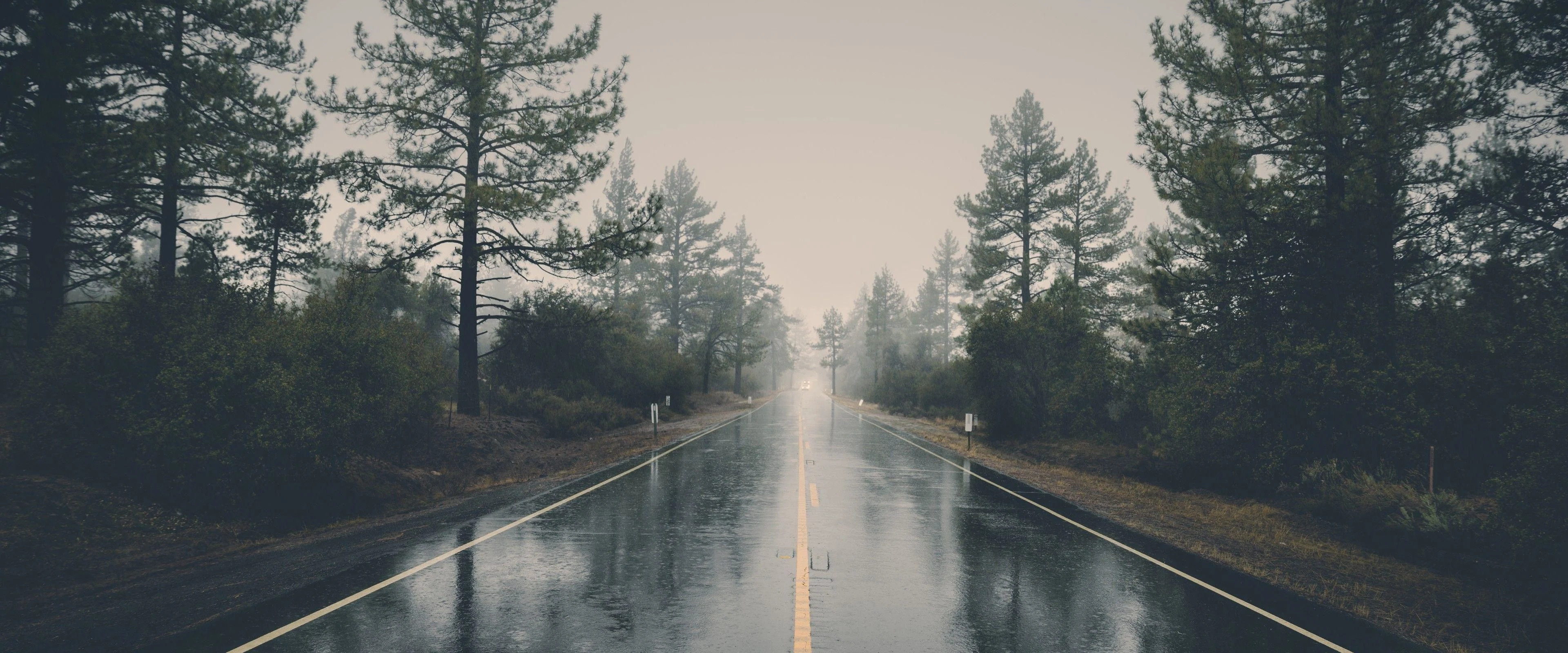 Rainy Forest Road Wallpaper – free HD wallpaper