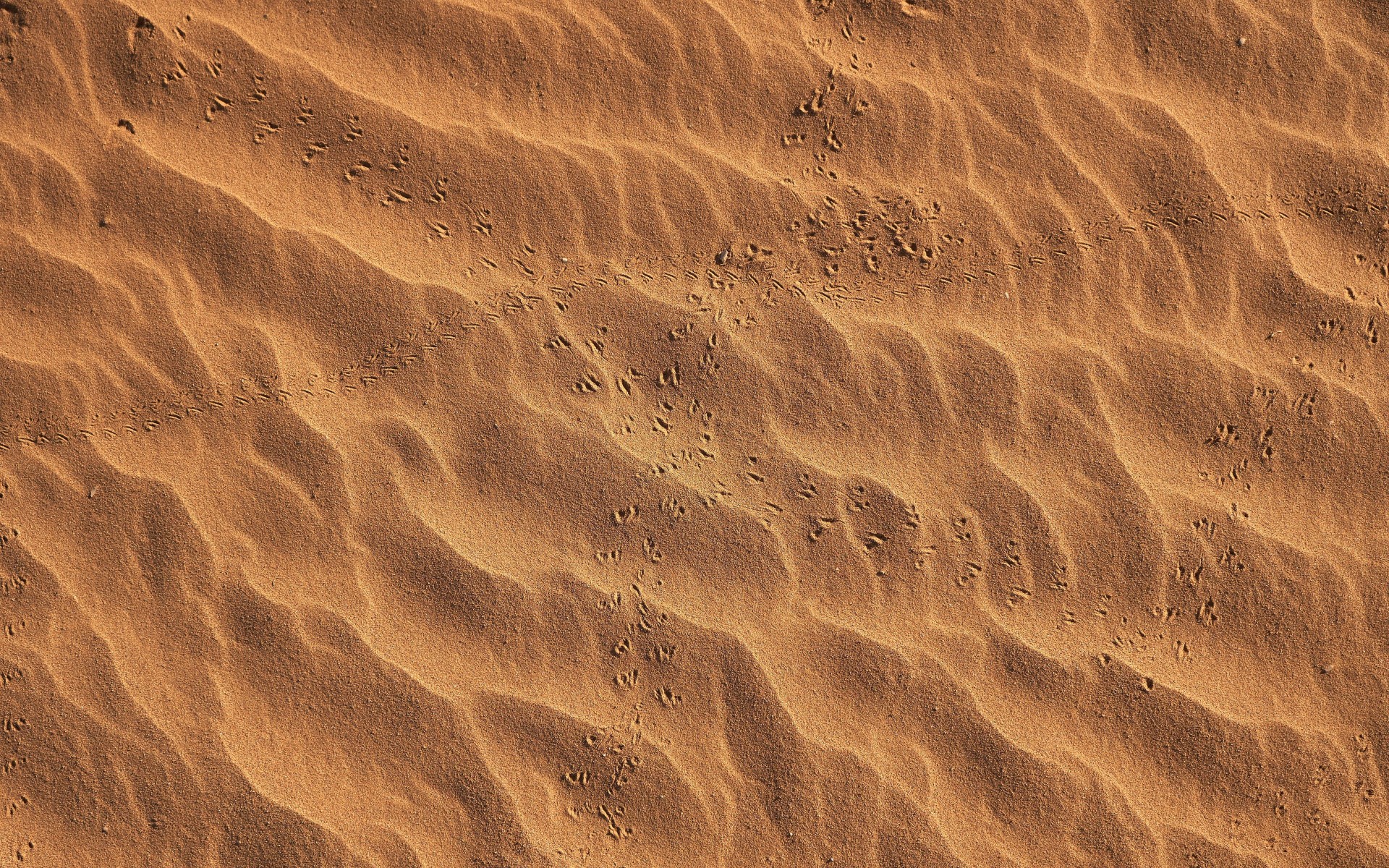 Sand Footprints Texture Wallpaper – free HD wallpaper