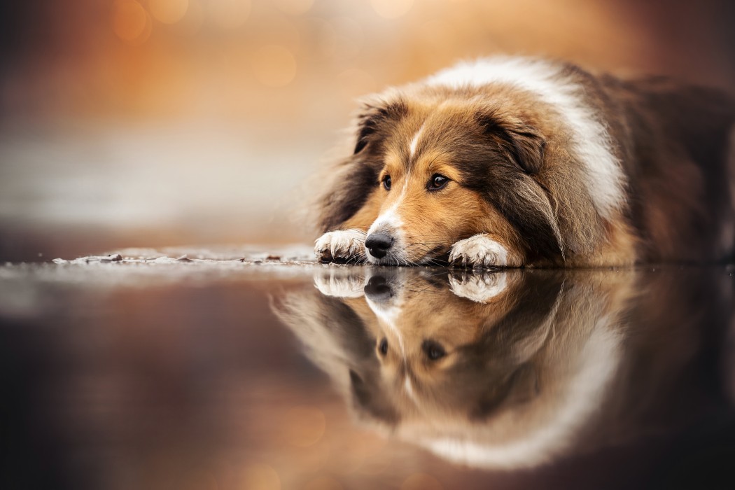 sheltie-dog-reflection-warm-bokeh-wallpaper-6144×4096