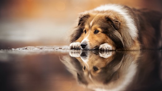 sheltie-dog-reflection-warm-bokeh-wallpaper-6144×4096
