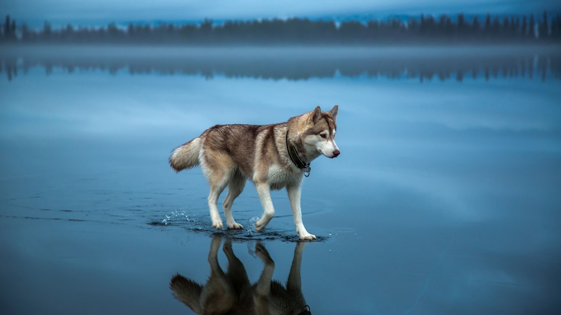 siberian-husky-walking-blue-water-wallpaper-1920×1080