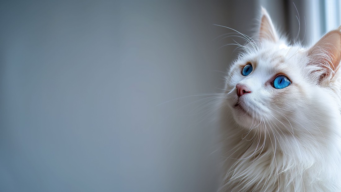 white-cat-blue-eyes-soft-light-wallpaper-3840×2160