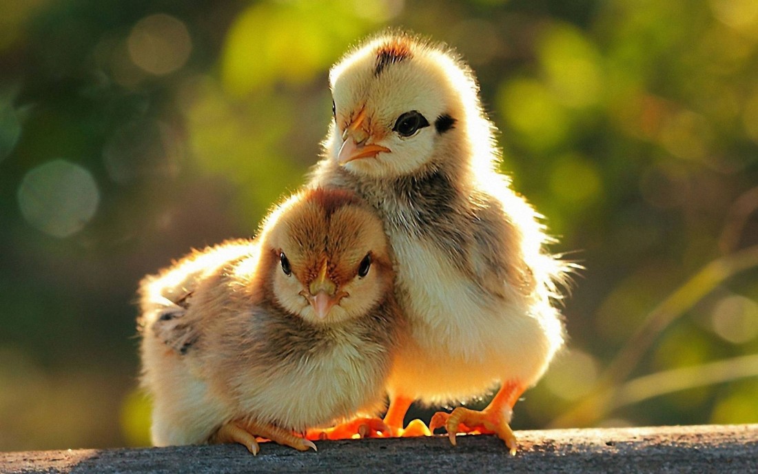 baby-chicks-golden-light-cute-animal-wallpaper-1920×1080