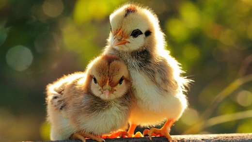 baby-chicks-golden-light-cute-animal-wallpaper-1920×1080