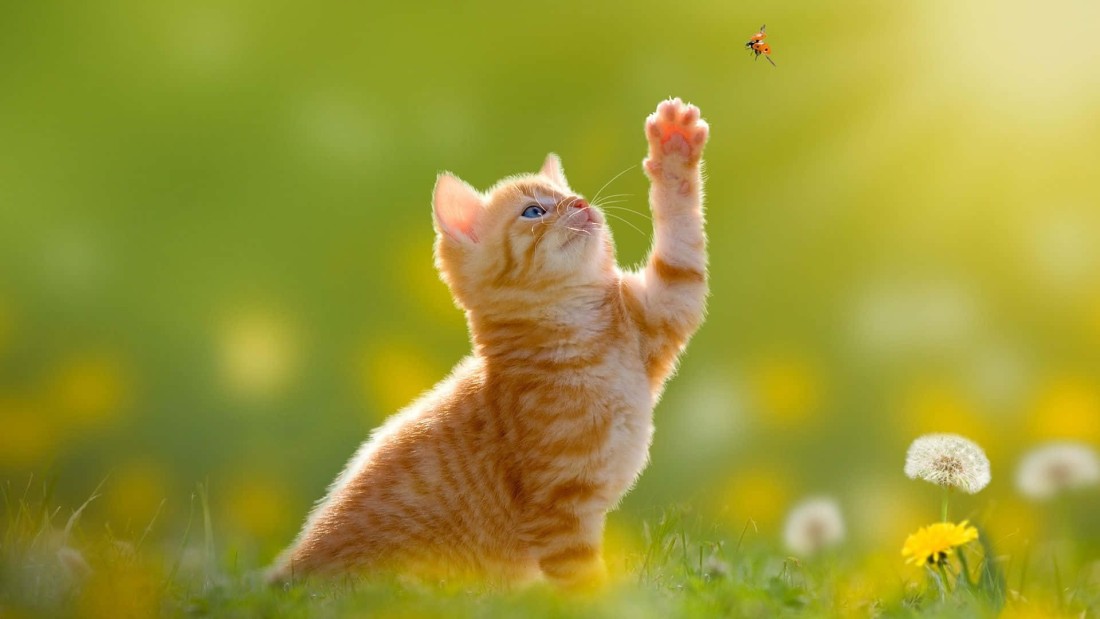ginger-kitten-reaching-ladybug-spring-wallpaper-1920×1080