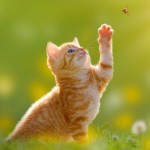 Animals collection preview